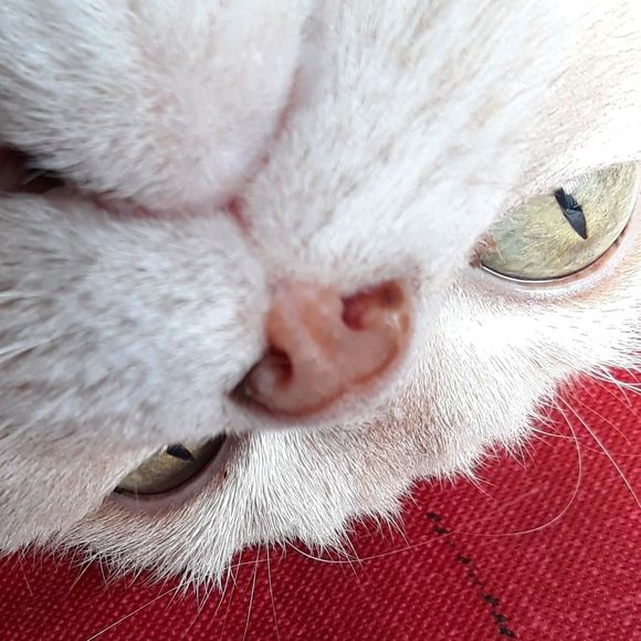 Meet your Posher, Laurie - Picture 1 of 1